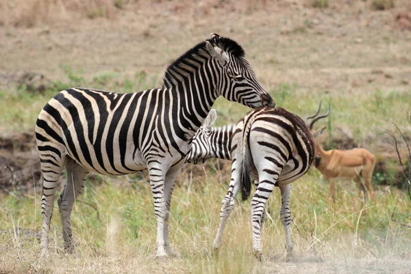 Damat ovaları zebra (Equus quagga)