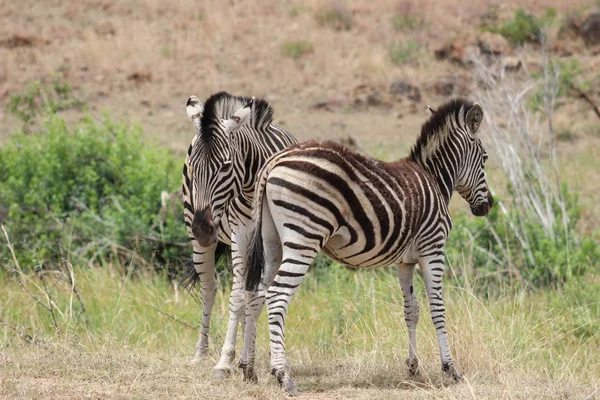 Zebra-das-planícies (Equus quagga) — Fotografia de Stock
