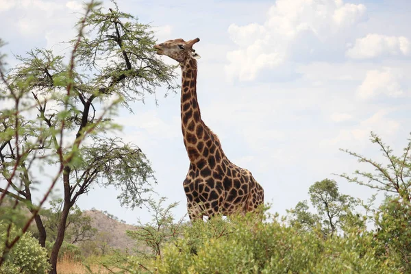 Giraffe eten van de bladeren van de tom van een boom — Stockfoto