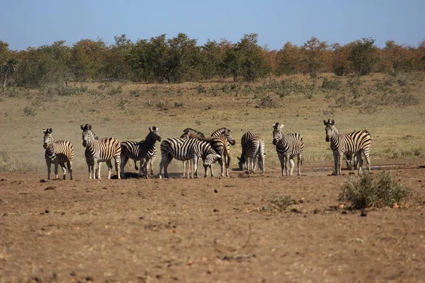 Zebra stepowa w picia otworu — Zdjęcie stockowe