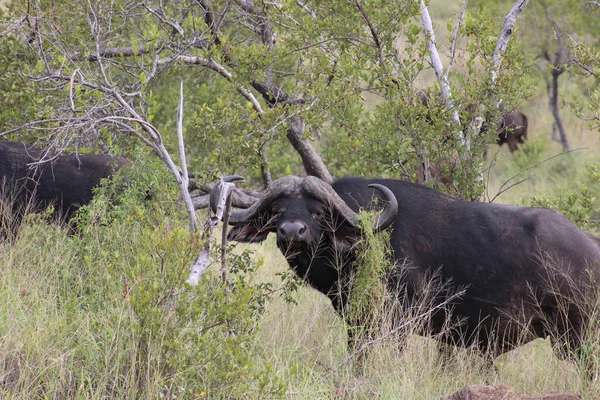 Búfalo de cabo africano — Fotografia de Stock