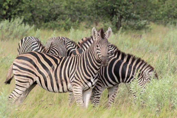 Zebra-das-planícies (Equus quagga) — Fotografia de Stock