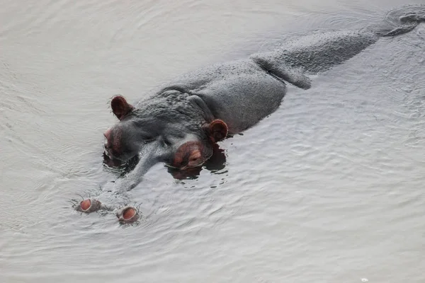 Hippopotamus amphibius i vatten — Stockfoto