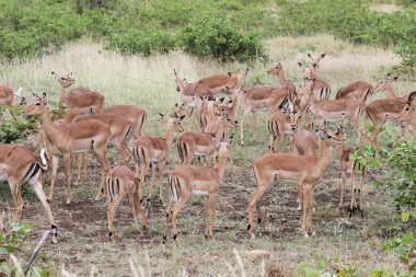 Impala (Aepyceros melampus) sürü 