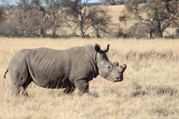 Breitmaulnashorn (Ceratotherium simum)) — Stockfoto