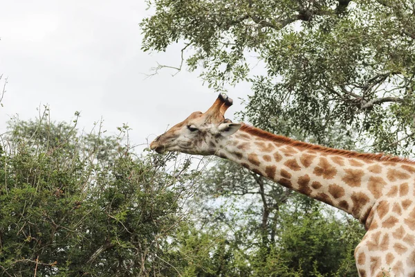 Giraffe bereiken voor bladeren — Stockfoto