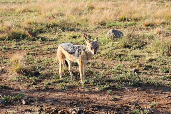 Schwarzrückenschakal (canis mesomelas)) — Stockfoto