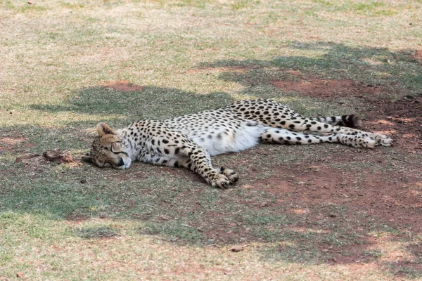 Cheetah (Acinonyx jubatus) descansando a la sombra — Foto de Stock