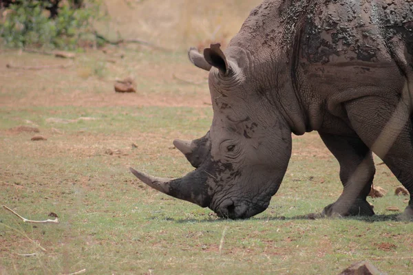 Breitmaulnashorn (Ceratotherium simum)) — Stockfoto