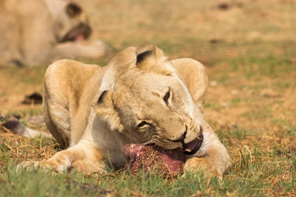 Leão branco (fêmea) Panthera leo comer — Fotografia de Stock