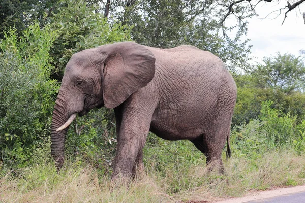 Африканський слон (Loxodonta africana) — стокове фото