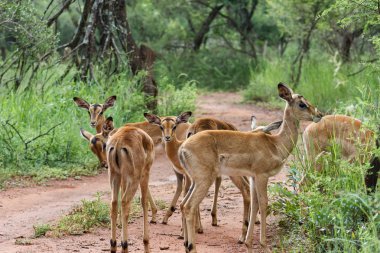 Impala (Aepyceros melampus )