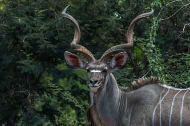 Büyük kudu (yayılım gösterir:)