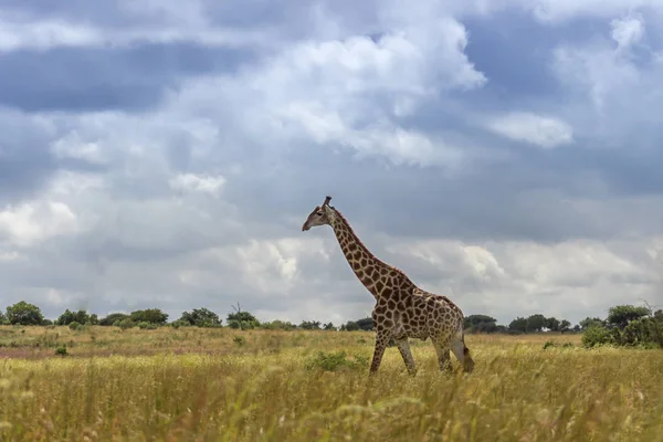 Żyrafa (camelopardalis) spaceru — Zdjęcie stockowe
