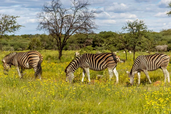 Рівнини зебра (Equus quagga) — стокове фото