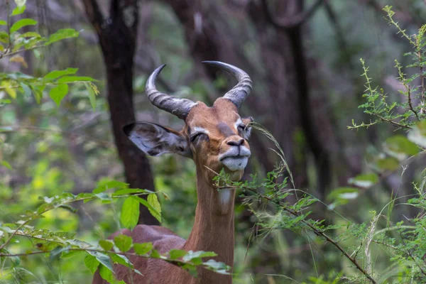 Impala (aepyceros melampus) —  Fotos de Stock