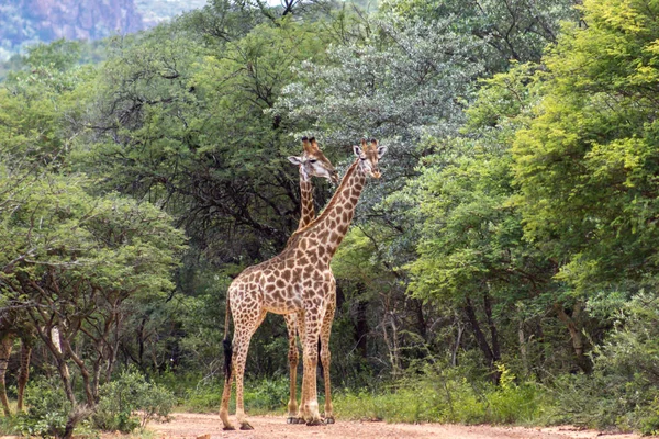 Giraffa meridionale (Giraffa giraffa ) — Foto Stock