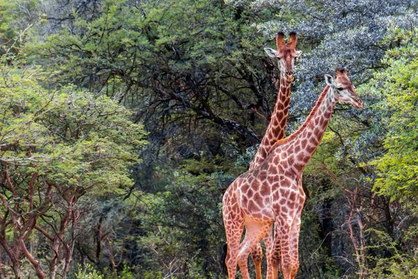 Southern giraffe (Giraffa giraffa) — Zdjęcie stockowe