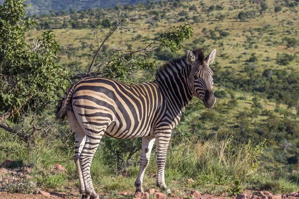 Zèbre de Burchells (Equus quagga ) — Photo