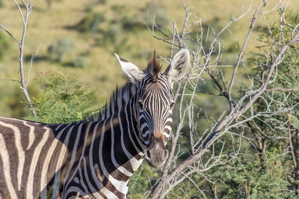 Cebra de la cebra (Equus quagga) —  Fotos de Stock