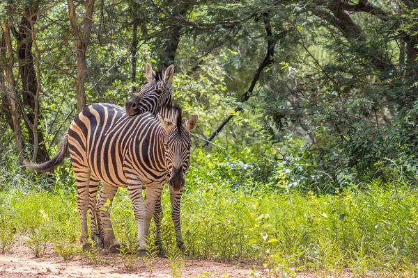 Burchells zebra (Equus quagga) — Fotografia de Stock
