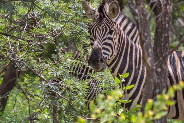 Zèbre de Burchells (Equus quagga ) — Photo