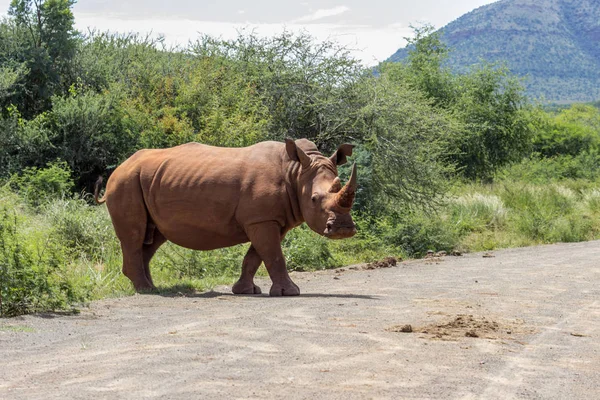 Breitmaulnashorn (ceratotherium simum)) — Stockfoto