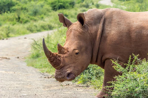 வெள்ளை அரிசியின் (Ceratotherium simum) ) — ஸ்டாக் புகைப்படம்