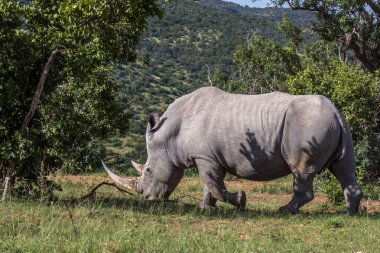 white rhinoceros ( Ceratotherium simum ) clipart