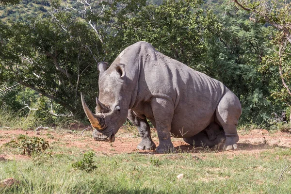 Білий носоріг (Ceratotherium simum  ) — стокове фото