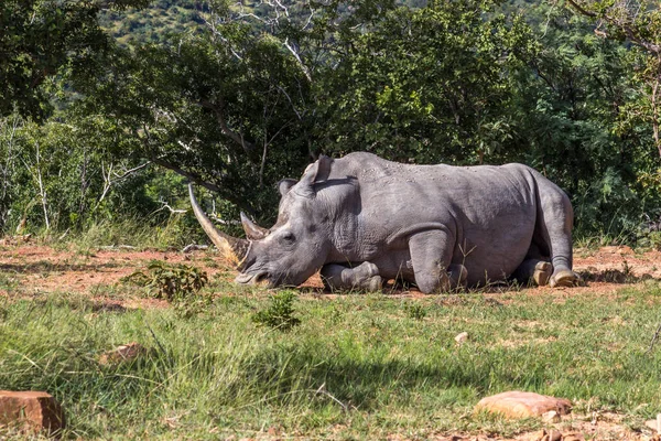 Білий носоріг (Ceratotherium simum  ) — стокове фото