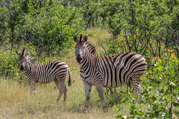 Caroubes zébrées (Equus zebra zebra) ) — Photo