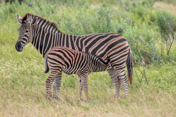 Burchels zebra mother and foal feeding