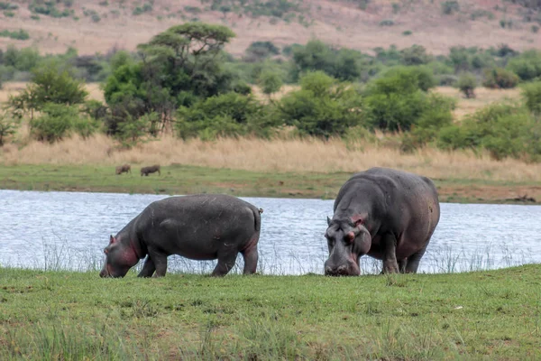 Hipopótamo anfíbio pastando — Fotografia de Stock