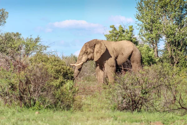 Слон Африканський Буш (проте Африкана) — стокове фото