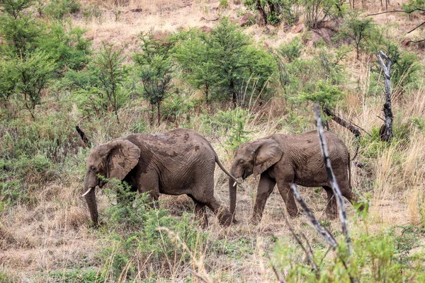 Слон Африканський Буш (проте Африкана) — стокове фото
