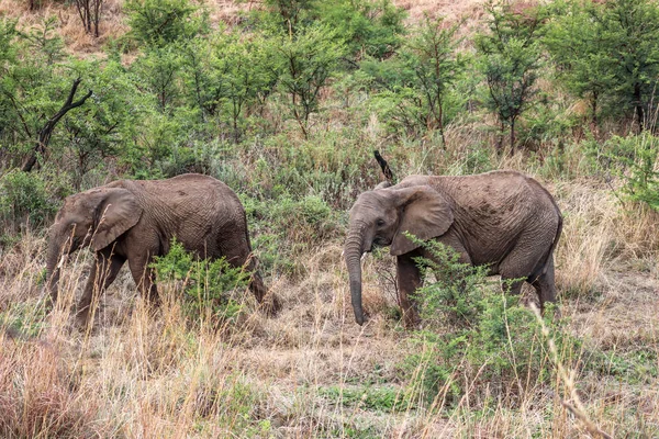 Африканский слон (Loxodonta africana ) — стоковое фото