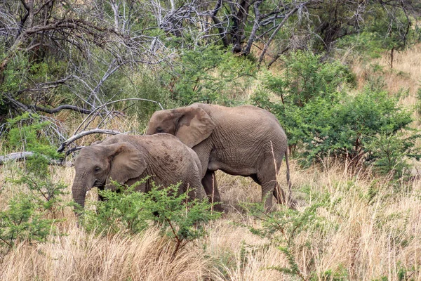 Elefante africano (Loxodonta africana ) — Fotografia de Stock