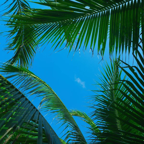 Blue sky over green palm trees — Stock Photo, Image