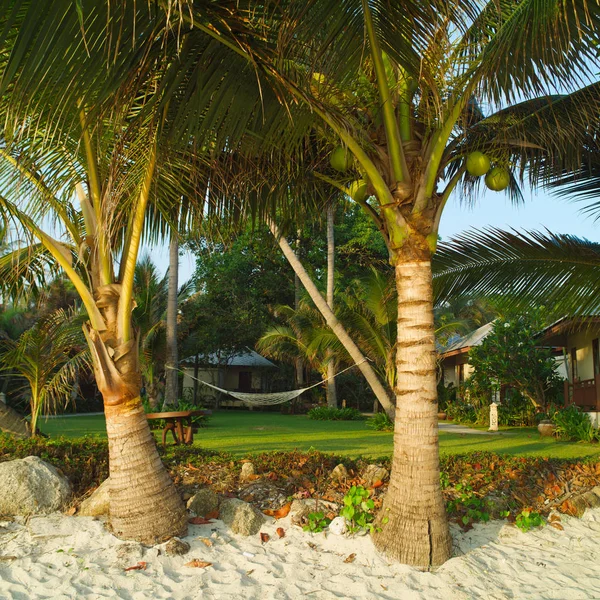 Houpací síť s palmami na krásné pláži při západu slunce — Stock fotografie