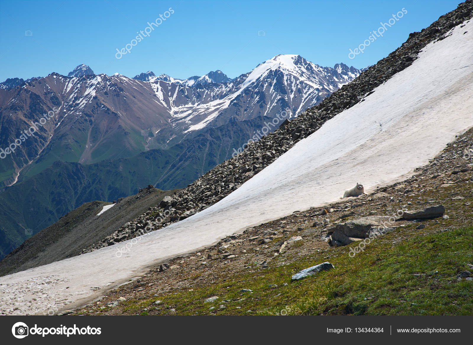 Dog On Snow Green Grassy Mountain Valley With Ice Peaks Centra Stock Photo Image By C Gromaler Dog On Snow Green Grassy Mountain Valley With Ice Peaks Centra Stock Photo Image By C Gromaler