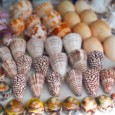 deniz kabuklarını arıyorum bana yardımcı olanvarmı turist çekmek için Bali bir plajda Satılık