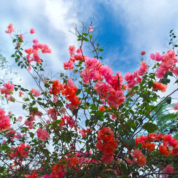 Close up of red Bougainvillea or paper flowers blossom on cloud — Stock Photo, Image