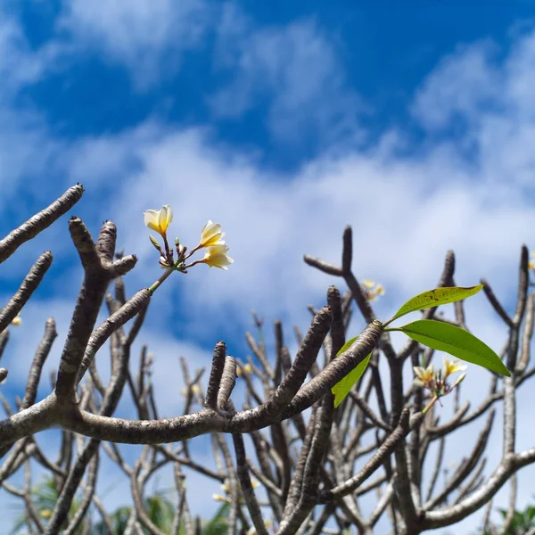Frangipani 열 대 스파 꽃입니다. 푸른 하늘 위로 Plumeria 스톡 이미지