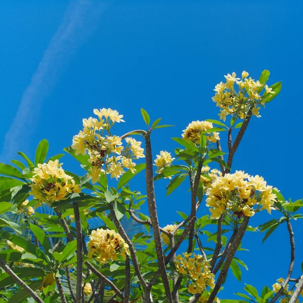 Frangipani 열 대 스파 꽃입니다. 푸른 하늘 위로 Plumeria 로열티 프리 스톡 이미지