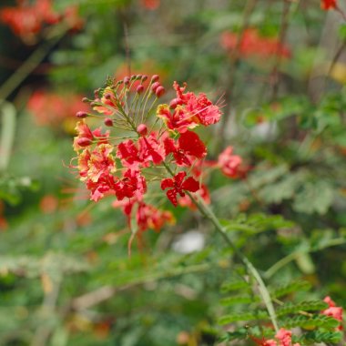 Gösterişli ağaç çiçek (Royal Poinciana, Delonix regia, alev ağacı)