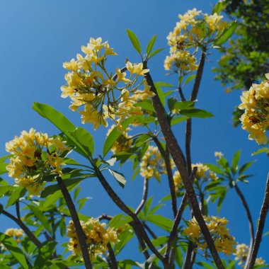 Frangipani tropikal Spa çiçek. Plumeria mavi gökyüzü üzerinde
