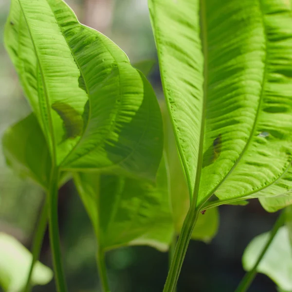 Tropical Waxy Green Leaves Abstract Background — Stock Photo, Image