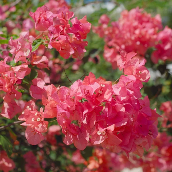 Närbild Röd Bougainvillea Eller Papper Blommor Blomma — Stockfoto