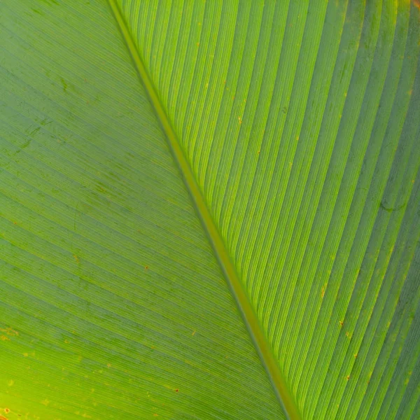 Tropical Waxy Green Leaves Abstract Background — Stock Photo, Image